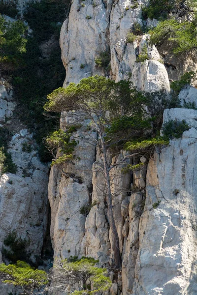 Mediterranean Pine Trees Growing White Limestone Rocks Cliffs Calanques National — стоковое фото