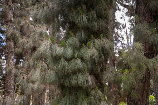 카나리아 의원산지 카나리 소나무 소나무 — 스톡 사진