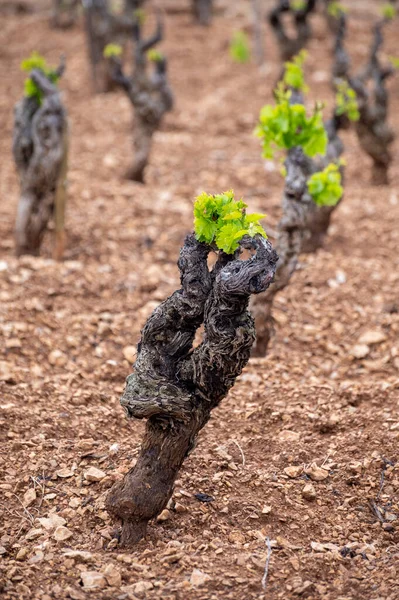 İlkbaharda Cotes de Provence üzüm bağları, Le Castellet köyü yakınlarında Bandol şarap bölgesi, Fransa 'nın güneyinde şarap üretimi