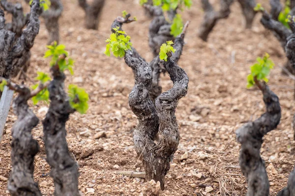 Baharda Cotes de Provence üzüm bağlarında eski üzüm gövdeleri Le Castellet köyü yakınlarında Bandol şarap bölgesi, Fransa 'nın güneyinde şarap üretimi