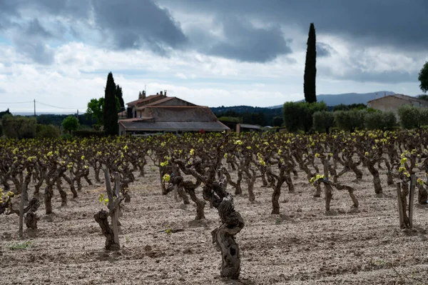 Old Grape Trunks Vineyards Cotes Provence Spring Bandol Wine Region — стоковое фото