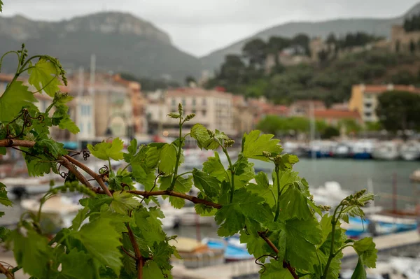 Cépages Vignes Avec Bourgeons Nouvelles Feuilles Printemps Avec Vieux Port — Photo