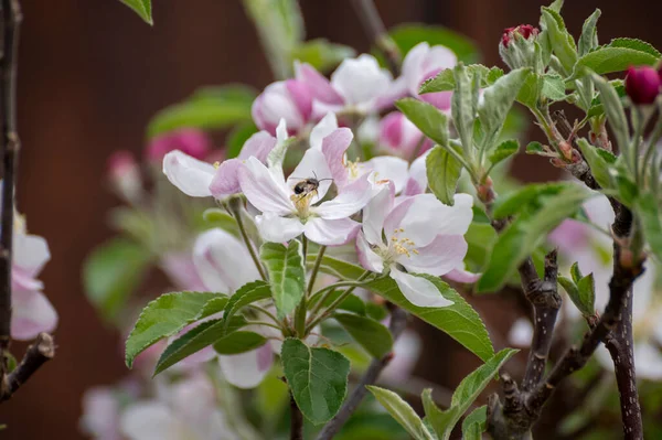 Blossom Apple Tree Fruit Orchard Nature Background — ストック写真