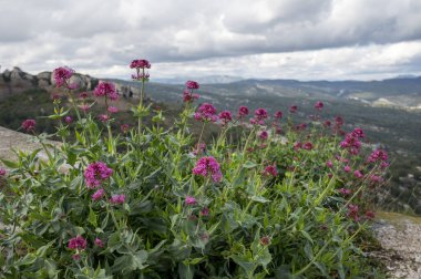 İlkbahar Provence 'de, Fransa' nın Marsilya yakınlarındaki Calanques doğal parkında yabani çiçeklerin çiçek açması.