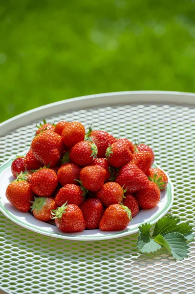 Fresh Ripe Red Sweet Organic Strawberry White Board Served Outdoor — Stockfoto