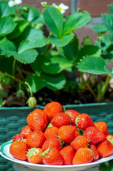 Verse Rijpe Rode Zoete Biologische Aardbeien Wit Bord Geserveerd Buiten — Stockfoto