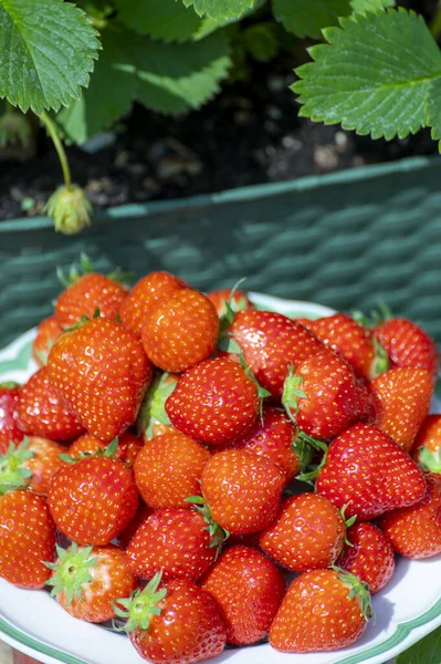 Fresh Ripe Red Sweet Organic Strawberry White Board Served Outdoor — Stockfoto