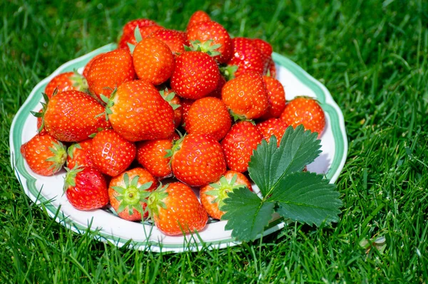 Fresh Ripe Red Sweet Organic Strawberry White Board Served Outdoor — 스톡 사진