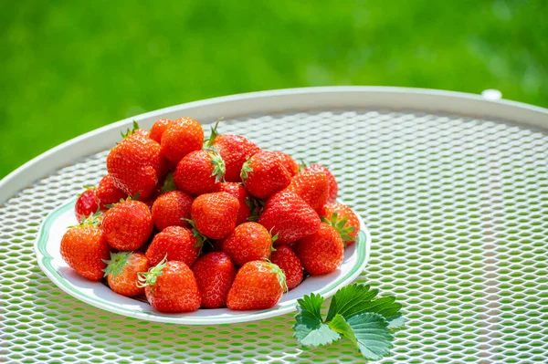 Fresh Ripe Red Sweet Organic Strawberry White Board Served Outdoor — Stockfoto