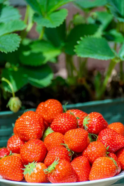 Fresh Ripe Red Sweet Organic Strawberry White Board Served Outdoor — Stockfoto