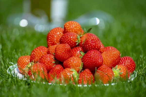 Fresh Ripe Red Sweet Organic Strawberry White Board Served Outdoor — Stock Fotó