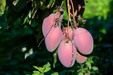 İspanya 'daki Kanarya Adaları' nda egzotik mango meyveleri yetiştiriyorum. Ağaçta asılı duran olgun mango meyveleri..