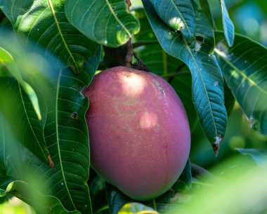 İspanya 'daki Kanarya Adaları' nda egzotik mango meyveleri yetiştiriyorum. Ağaçta asılı duran olgun mango meyvesi.