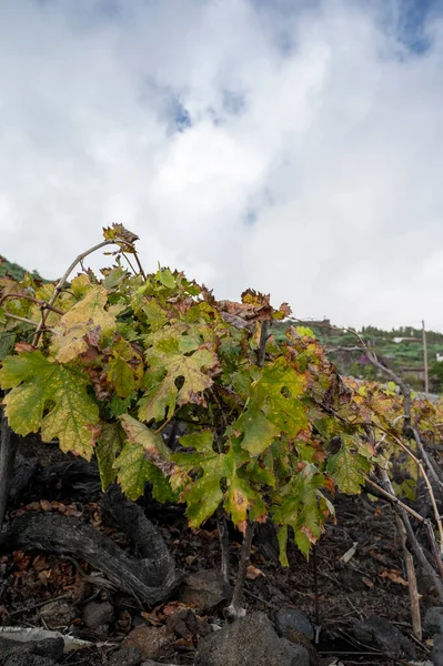 冬季五彩缤纷的葡萄园坐落在火山熔岩黑色土壤上的山坡上 在西班牙加那利群岛的拉帕尔马岛上酿酒 — 图库照片