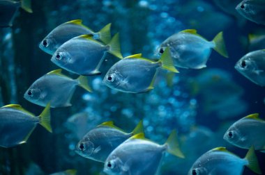 Renkli monodactylus argenteus gümüş ay balığı grubu büyük marina akvaryumunda yüzer.