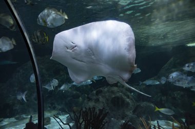 Deniz akvaryumu, tuzlu su ve farklı renklerde mercan resifi balığı ve Batoidea ışınıyla yakından bakın.