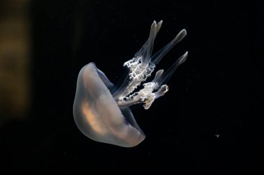 Aurelia aurita yaygın denizanası ya da ay, arka planda fincan tabağı jölesi