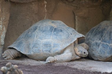 Büyük yetişkin Galapagos kaplumbağası ya da Chelonoidis Nijer kaplumbağası kumun üzerinde dinleniyor.