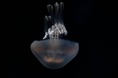 Aurelia aurita yaygın denizanası ya da ay, arka planda fincan tabağı jölesi