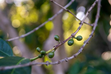 Arabika kahve ağacı, yeşil olgunlaşmış kahve, kiraz, tarlada çilek, kahve çekirdeği üretimi.
