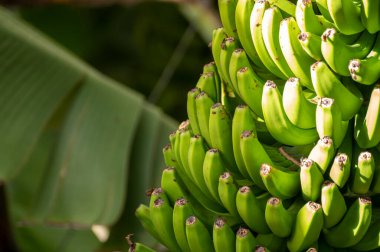 La Palma, Kanarya Adaları 'ndaki volkanik patlamadan sonra yeşil meyveli muz ağaçları çiftliği.