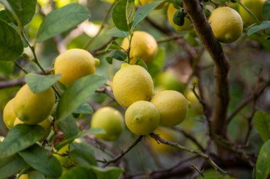 Olgun sarı limon narenciye meyveleri ağaçta asılı, hasat etmeye hazır.
