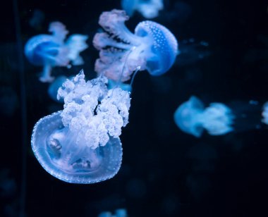 Phyllorhiza punctata denizanası, yüzen çan olarak da bilinir, Avustralya benekli, kahverengi ya da beyaz benekli deniz anası olarak da bilinir.