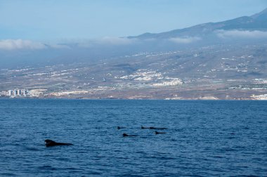 Tekneden izleyen balinalar, Tenerife kıyısında benekli balina ailesi, Kanarya adaları, kışın İspanya