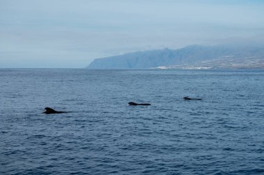 Tekneden izleyen balinalar, Tenerife kıyısında benekli balina ailesi, Kanarya adaları, kışın İspanya