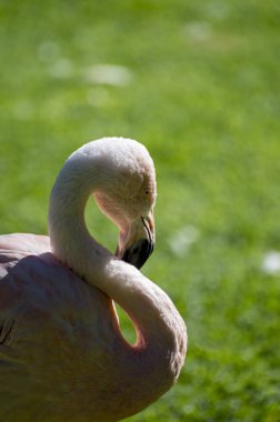 Yeşil çimlerde pembe flamingo egzotik kuşlar kolonisi