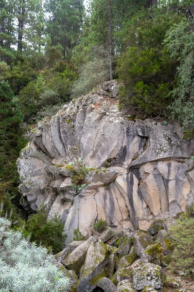 溶岩石の花で見るラ ピエドラ ローザスペイン カナリア諸島 テネリフェ島のTeide国立公園 — ストック写真