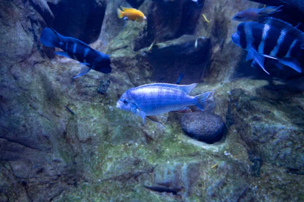 Acuario Mar Con Agua Salada Diferentes Peces Arrecife Coral Colores — Foto de Stock