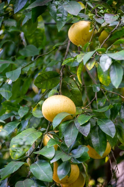 Große Gelbe Zitrusfrüchte Hängen Pomelobaum Obstgarten — Stockfoto