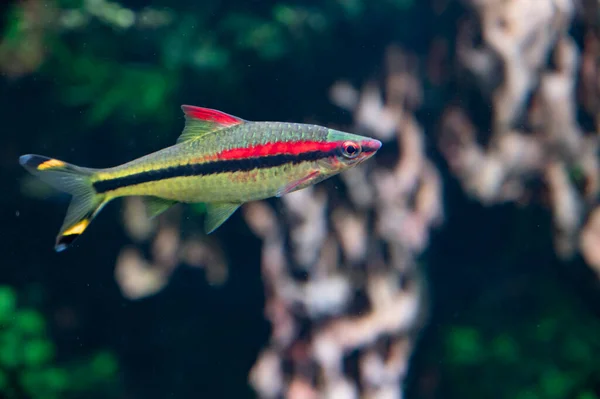 Peixe Tetra Colorido Auqarium Hobby Com Plantas Água Verde — Fotografia de Stock