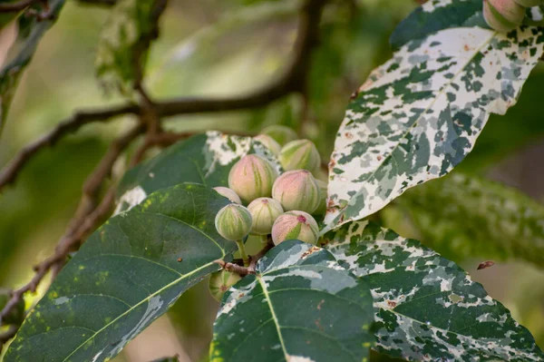 Owoce Liście Tropikalnej Mozaiki Figowej Ficus Aspera Ogrodzie Botanicznym — Zdjęcie stockowe