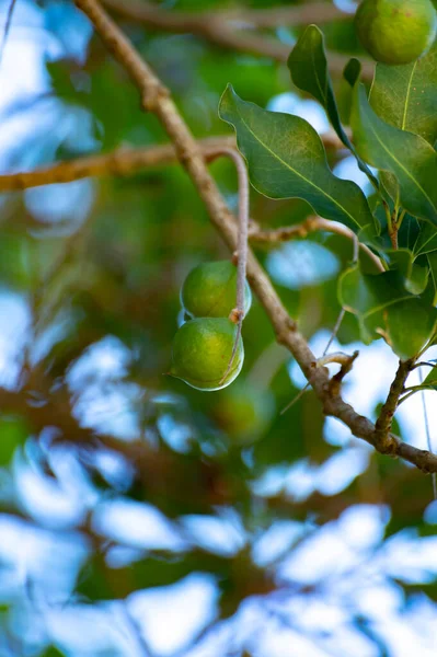 Nueces Macadamia Australianas Verdes Duras Que Cuelgan Las Ramas Árbol — Foto de Stock