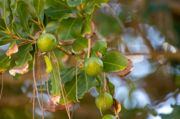 Harte Grüne Australische Macadamia Nüsse Hängen Ästen Einem Großen Baum — Stockfoto