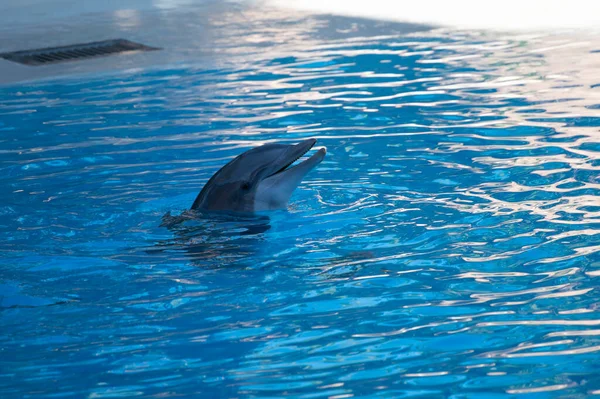 Trained sea animals dolphins perform in blue pool in front of tourists at water show