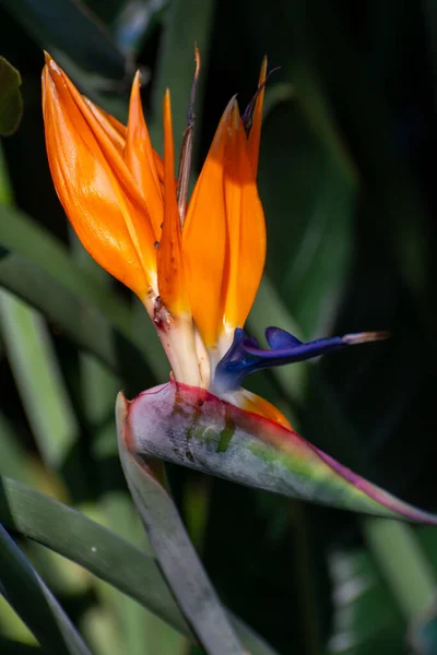 Blüte Von Strelitzia Reginae Farbenfroher Paradiesvogel Botanischen Garten Aus Nächster — Stockfoto