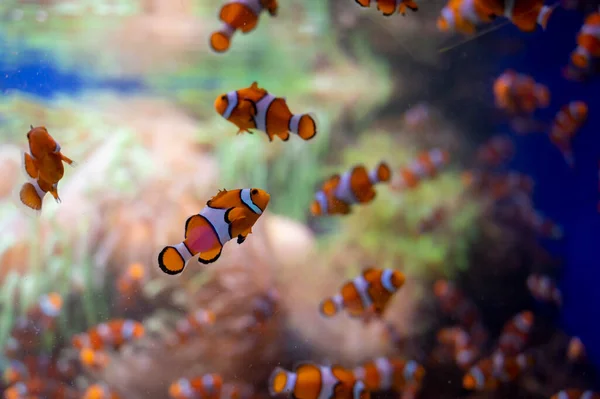 Sea aquarium with salt water and differenet colorful coral reef fish , Amphiprioninae Clownfish close up