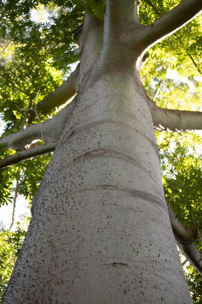 Huge tree ceiba pentanrda, national tree of Guatemala, kapok tree, close up