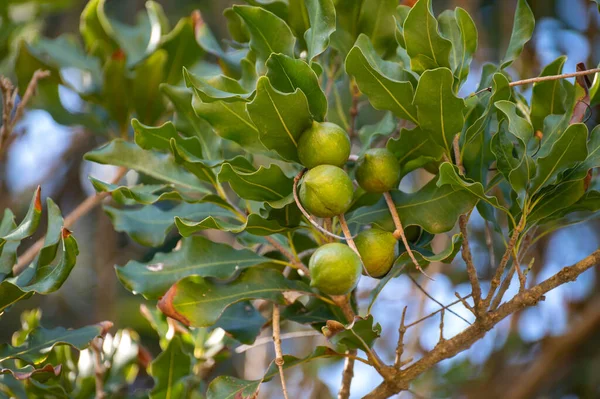 Noix Macadamia Australienne Vert Dur Accrochées Sur Des Branches Sur — Photo