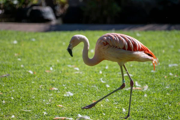 Rózsaszín Flamingó Egzotikus Madarak Kolóniája Zöld Füvön — Stock Fotó