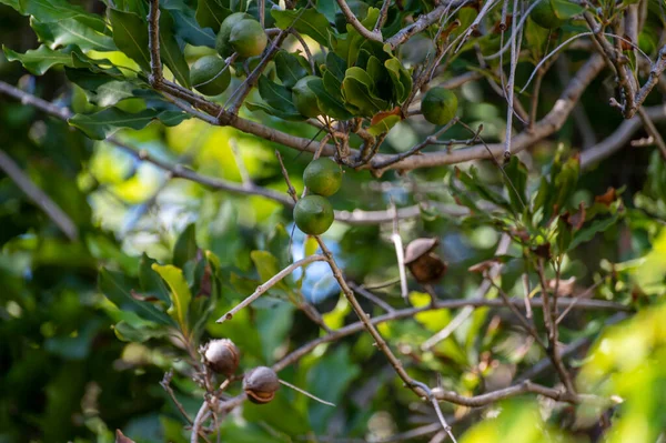 Twarde Zielone Australijskie Orzechy Makadamia Wiszące Gałęziach Dużym Drzewie Plantacji — Zdjęcie stockowe
