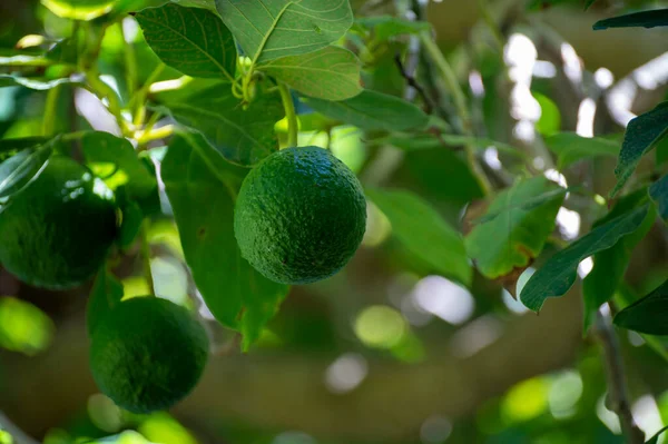 Frutas Abacate Rana Verdes Maduras Penduradas Árvores Agricultura Biológica Espanha — Fotografia de Stock