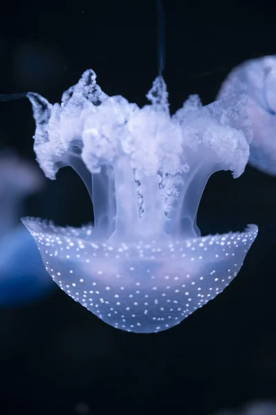 Phyllorhiza Punctata Méduses Également Connu Sous Nom Cloche Flottante Australienne — Photo