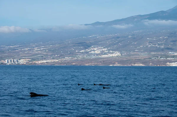Tekneden izleyen balinalar, Tenerife kıyısında benekli balina ailesi, Kanarya adaları, kışın İspanya