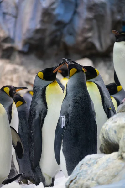 Koloni Gentoo Och Kejsare Pingviner Sjöfåglar Djurpark — Stockfoto