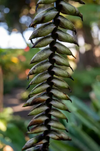 花後の巨大熱帯植物種キクリアナ — ストック写真