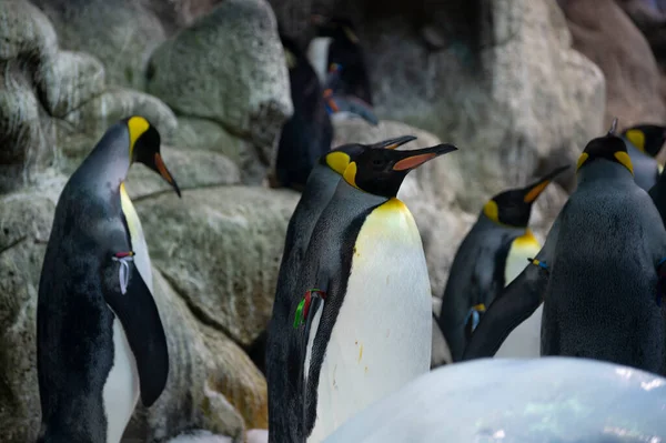 Koloni Gentoo Och Kejsare Pingviner Sjöfåglar Djurpark — Stockfoto